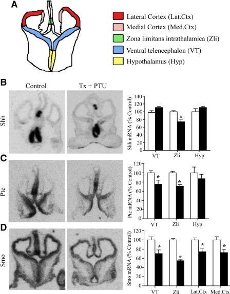 https://cdn.ncbi.nlm.nih.gov/pmc/blobs/5817/3179409/c8ce178581cb/zee0051159020001.jpg