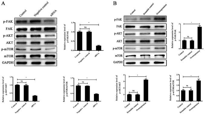https://cdn.ncbi.nlm.nih.gov/pmc/blobs/5817/7003017/ff2af4d8b2fd/MMR-21-03-1491-g04.jpg