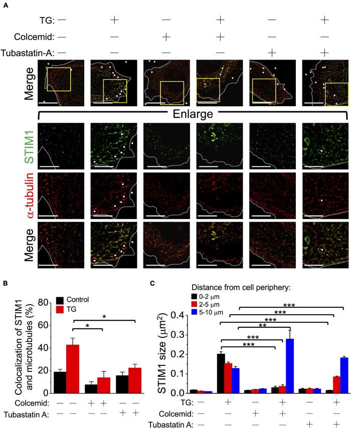 https://cdn.ncbi.nlm.nih.gov/pmc/blobs/5817/8602801/ef00fddb8ca1/fphys-12-762387-g004.jpg
