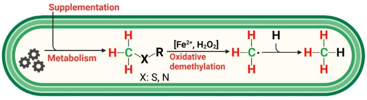 https://cdn.ncbi.nlm.nih.gov/pmc/blobs/5819/10376501/624a3ca01323/antioxidants-12-01381-g006.jpg