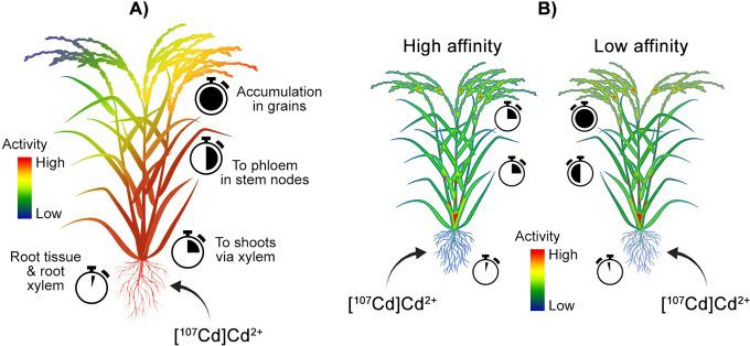 https://cdn.ncbi.nlm.nih.gov/pmc/blobs/5819/7605056/3e2146d24c33/10.1177_1536012120966405-fig8.jpg