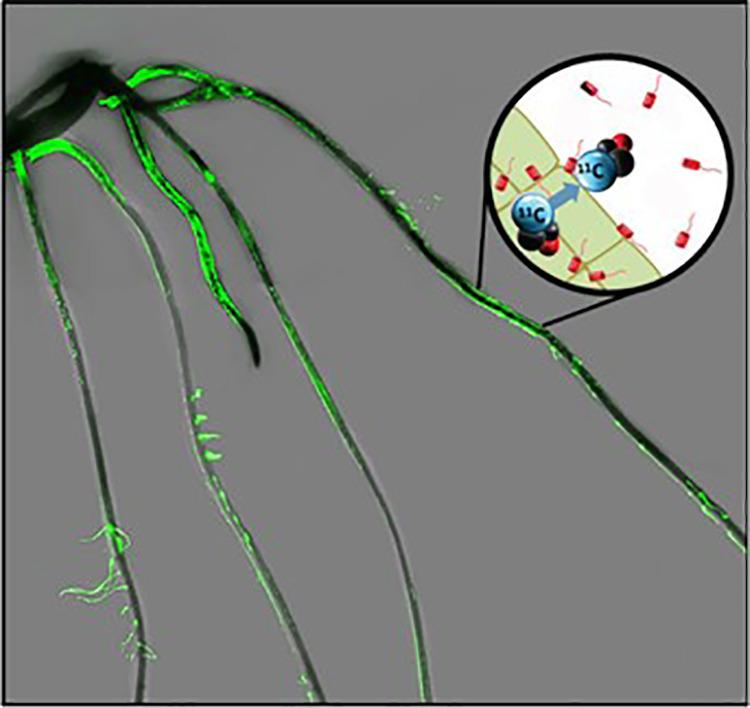 https://cdn.ncbi.nlm.nih.gov/pmc/blobs/5819/7605056/6bec59f3e877/10.1177_1536012120966405-fig11.jpg