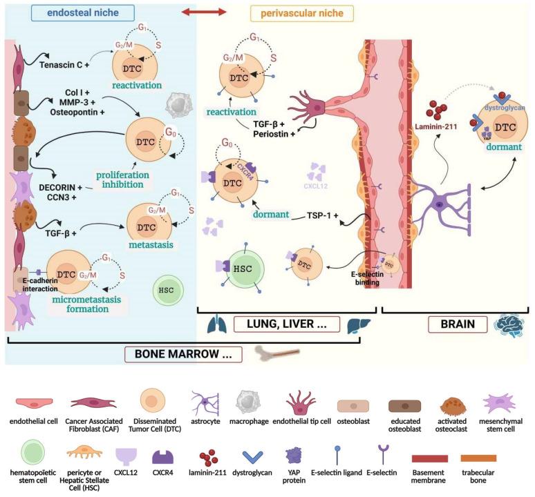 https://cdn.ncbi.nlm.nih.gov/pmc/blobs/581f/11639913/2b13455a24d9/cancers-16-04076-g001.jpg