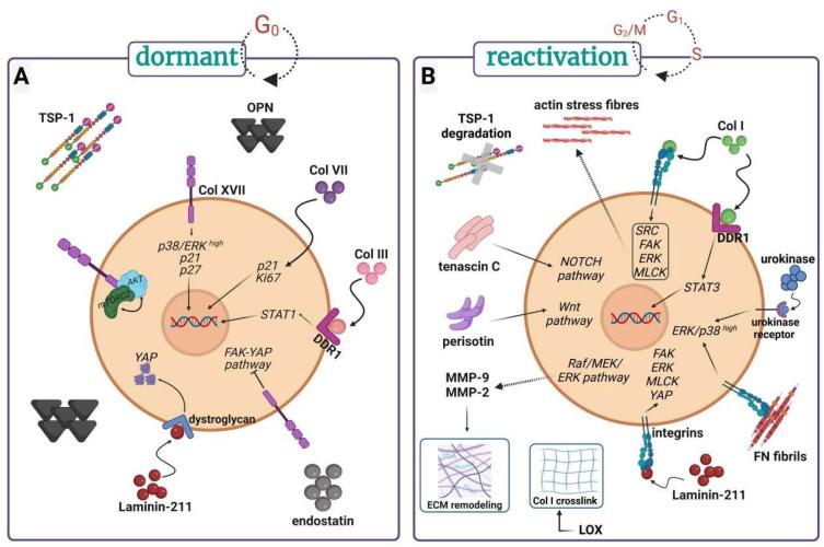https://cdn.ncbi.nlm.nih.gov/pmc/blobs/581f/11639913/c5854b2d9475/cancers-16-04076-g002.jpg