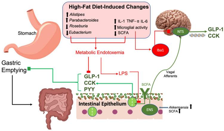 https://cdn.ncbi.nlm.nih.gov/pmc/blobs/5821/10421457/115e7dd0f1c2/nutrients-15-03365-g002.jpg