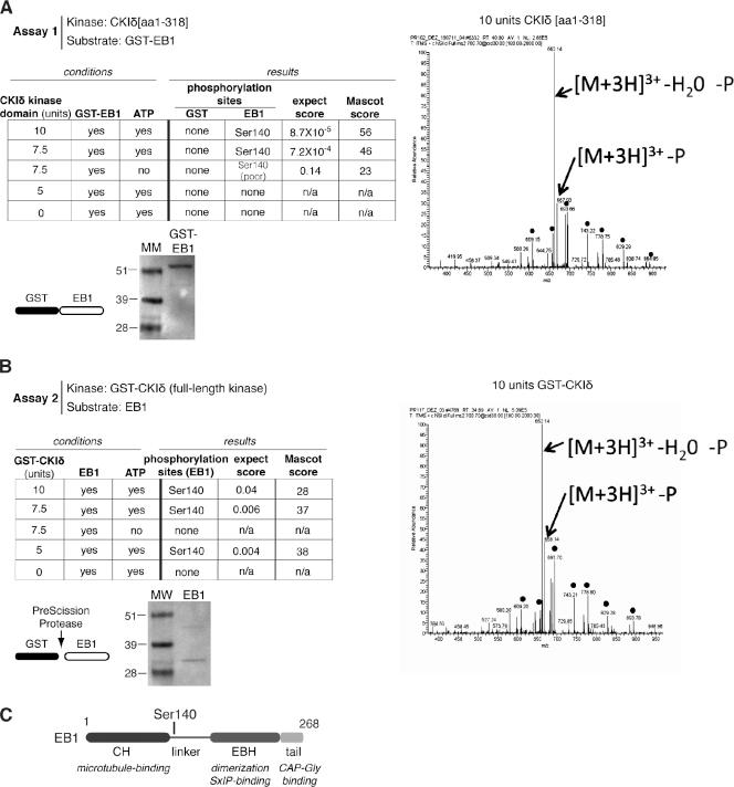 https://cdn.ncbi.nlm.nih.gov/pmc/blobs/5824/3257584/a882ca9bf022/JCB_201106025_GS_Fig5.jpg