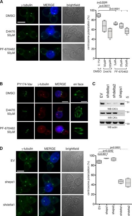 https://cdn.ncbi.nlm.nih.gov/pmc/blobs/5824/3257584/d248af9db676/JCB_201106025_RGB_Fig1.jpg