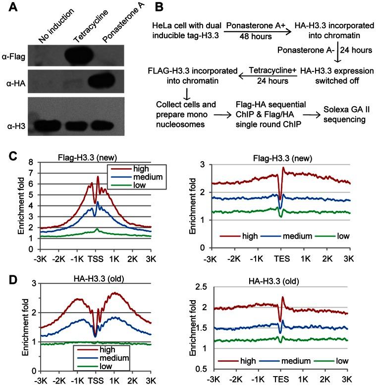 https://cdn.ncbi.nlm.nih.gov/pmc/blobs/5824/3675017/94c55f303a8a/pgen.1003558.g001.jpg