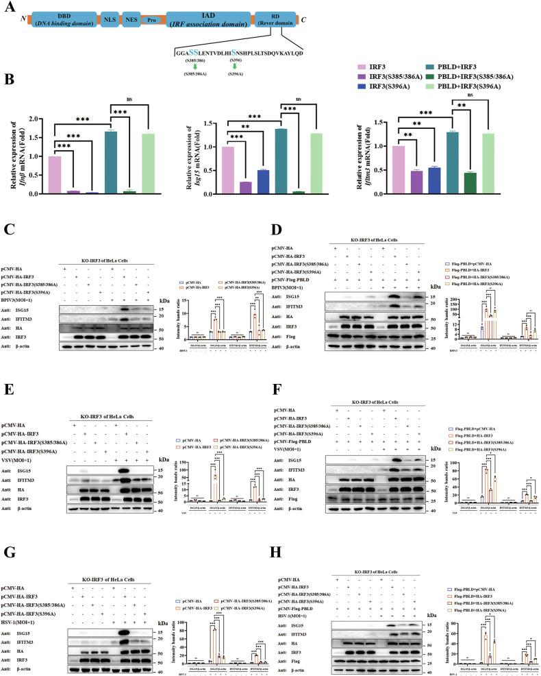https://cdn.ncbi.nlm.nih.gov/pmc/blobs/5827/11450232/a771f706cf62/41419_2024_7083_Fig3_HTML.jpg