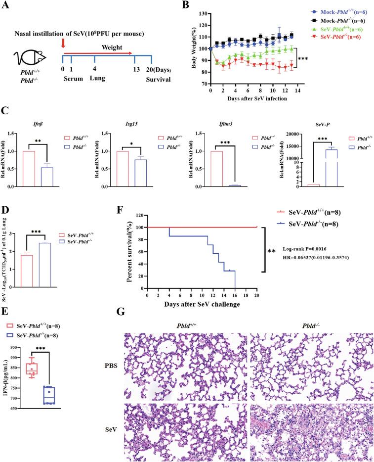 https://cdn.ncbi.nlm.nih.gov/pmc/blobs/5827/11450232/e10e484a276c/41419_2024_7083_Fig9_HTML.jpg