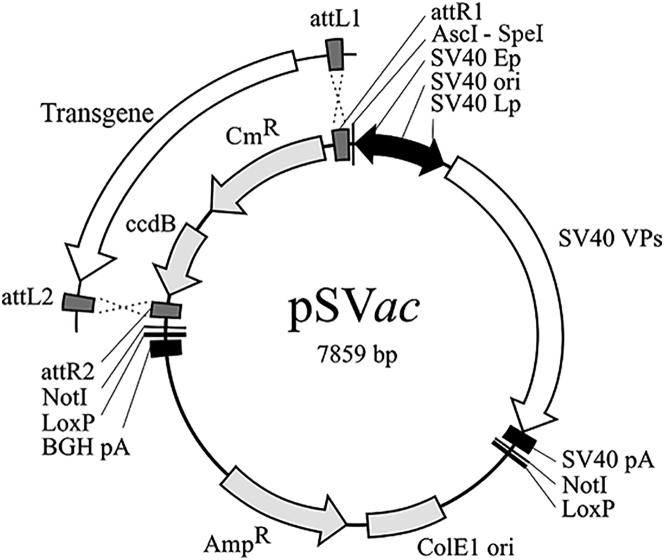 https://cdn.ncbi.nlm.nih.gov/pmc/blobs/582a/5537168/1061b21af0ca/gr1.jpg