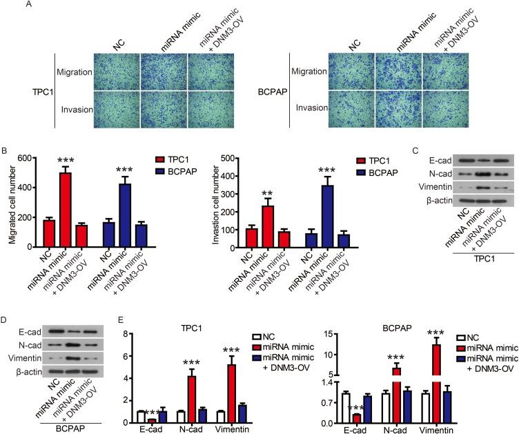 https://cdn.ncbi.nlm.nih.gov/pmc/blobs/582d/6756842/3d9e0f514950/CMAR-11-8557-g0009.jpg