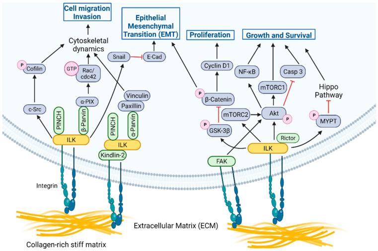 https://cdn.ncbi.nlm.nih.gov/pmc/blobs/5837/9264971/32b92f53f9fb/cancers-14-03209-g001.jpg