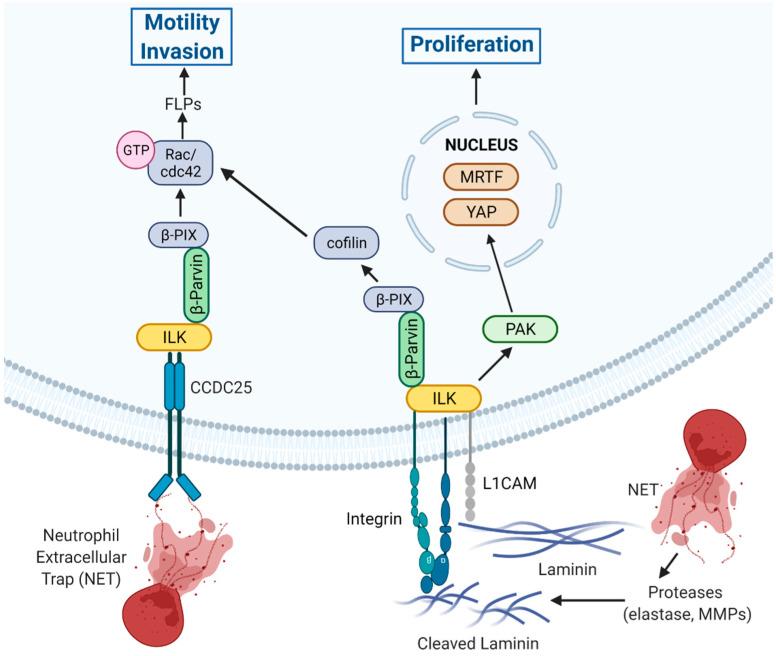 https://cdn.ncbi.nlm.nih.gov/pmc/blobs/5837/9264971/60ef4e1beced/cancers-14-03209-g003.jpg