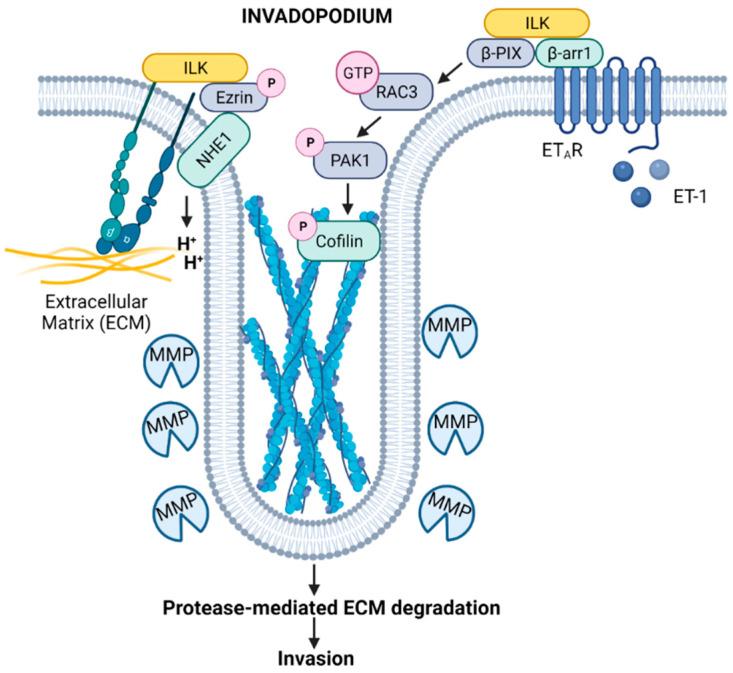 https://cdn.ncbi.nlm.nih.gov/pmc/blobs/5837/9264971/fd3077641b16/cancers-14-03209-g002.jpg