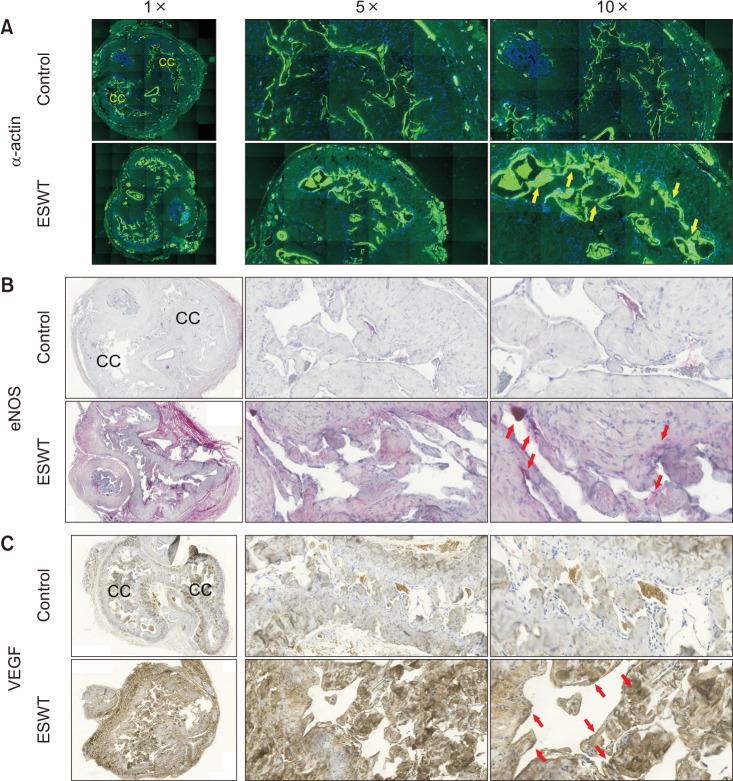 https://cdn.ncbi.nlm.nih.gov/pmc/blobs/5839/11937350/48dd831c5005/wjmh-43-396-g005.jpg