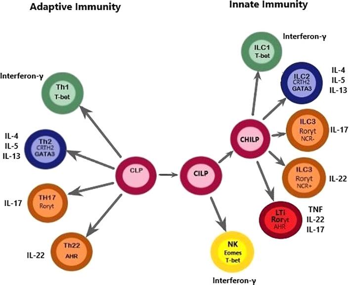 https://cdn.ncbi.nlm.nih.gov/pmc/blobs/583b/7734178/794f720c398a/fimmu-11-551707-g001.jpg