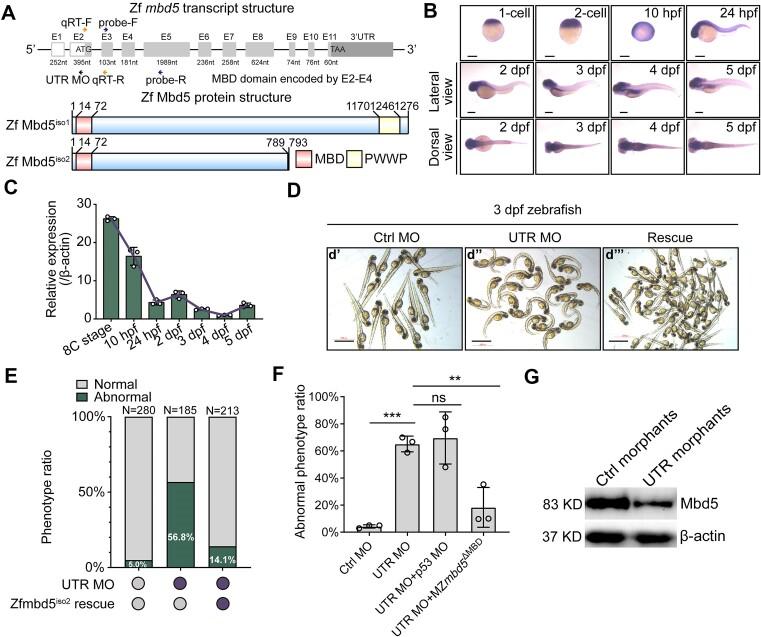 https://cdn.ncbi.nlm.nih.gov/pmc/blobs/583f/11077058/022ba45cb2d0/gkae093fig1.jpg