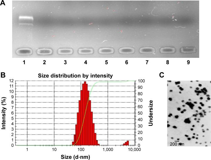 https://cdn.ncbi.nlm.nih.gov/pmc/blobs/583f/5503489/f2a9471b5e0d/ijn-12-4773Fig5.jpg