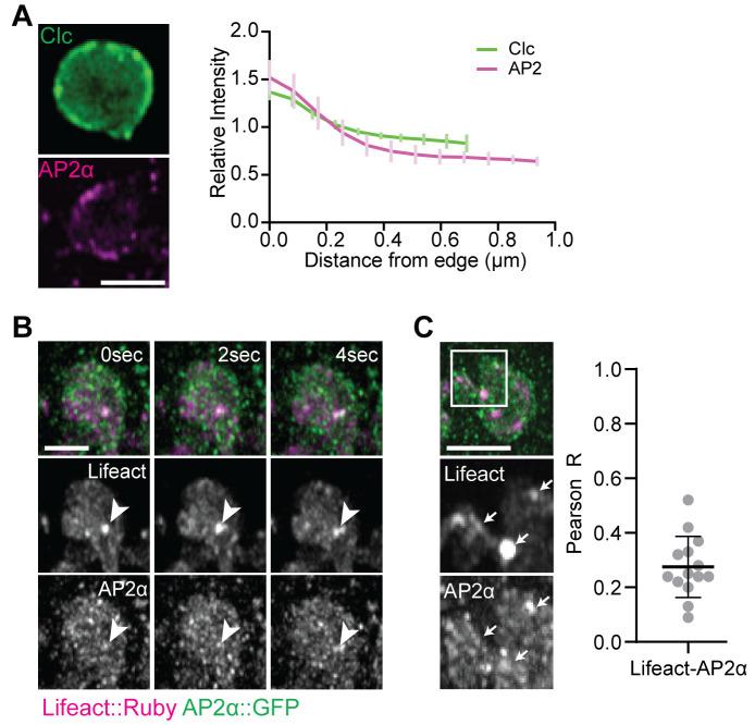 https://cdn.ncbi.nlm.nih.gov/pmc/blobs/5844/8321554/20d6a8e5c7f4/elife-69597-fig7-figsupp1.jpg
