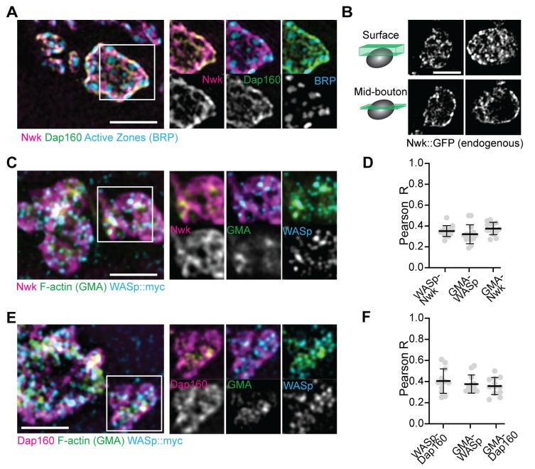 https://cdn.ncbi.nlm.nih.gov/pmc/blobs/5844/8321554/3601cb60619d/elife-69597-fig2.jpg
