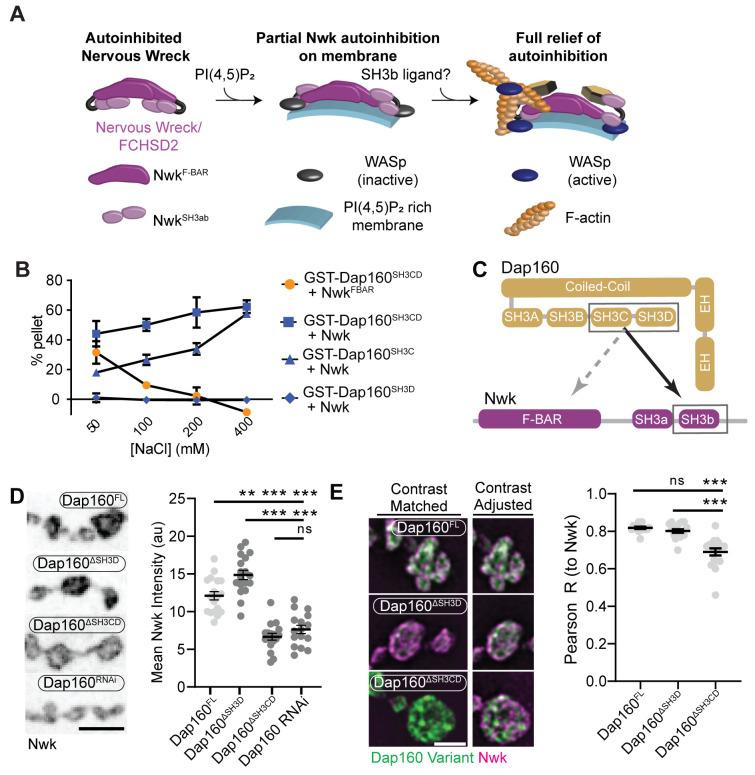 https://cdn.ncbi.nlm.nih.gov/pmc/blobs/5844/8321554/4abd93b6345b/elife-69597-fig3.jpg