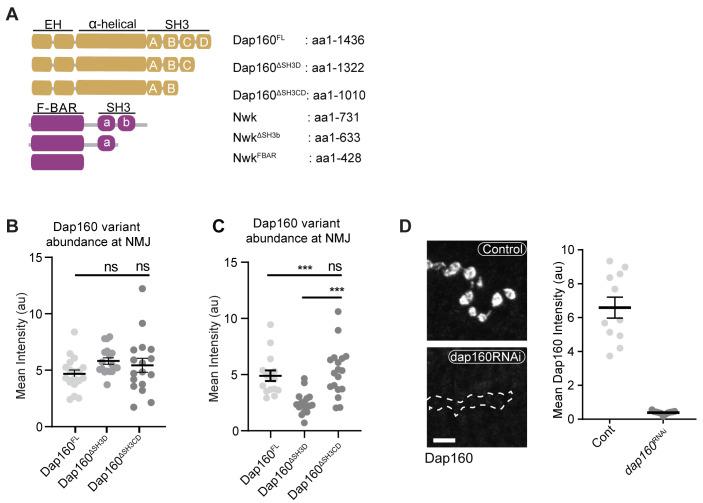 https://cdn.ncbi.nlm.nih.gov/pmc/blobs/5844/8321554/9a8678d57b83/elife-69597-fig3-figsupp2.jpg