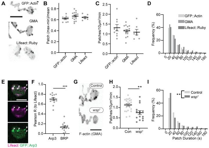 https://cdn.ncbi.nlm.nih.gov/pmc/blobs/5844/8321554/9b2318a7473e/elife-69597-fig1.jpg