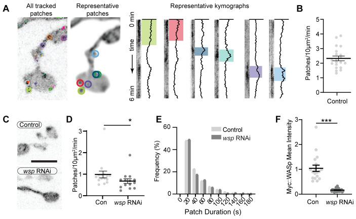https://cdn.ncbi.nlm.nih.gov/pmc/blobs/5844/8321554/a15a52fa4dca/elife-69597-fig1-figsupp1.jpg