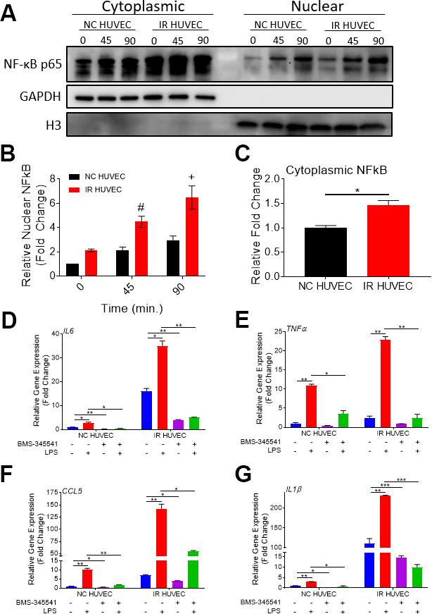 https://cdn.ncbi.nlm.nih.gov/pmc/blobs/5844/8386536/21a93b324e6c/aging-13-203396-g006.jpg