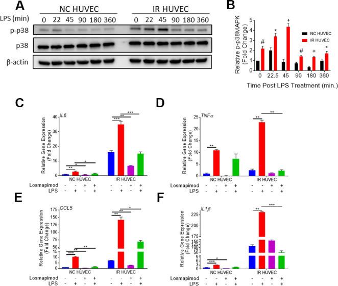 https://cdn.ncbi.nlm.nih.gov/pmc/blobs/5844/8386536/fb28560450e7/aging-13-203396-g005.jpg