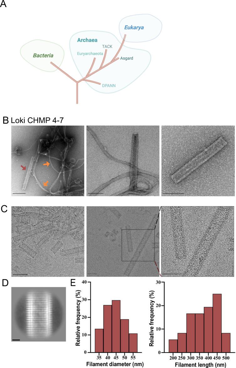 https://cdn.ncbi.nlm.nih.gov/pmc/blobs/5848/11791191/6d9a8bb9fa89/44318_2024_346_Fig1_HTML.jpg