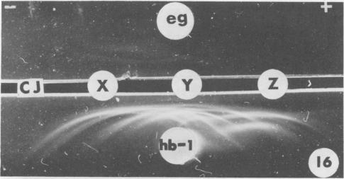 https://cdn.ncbi.nlm.nih.gov/pmc/blobs/584a/415031/ce4c20d74587/iai00229-0119-a.jpg
