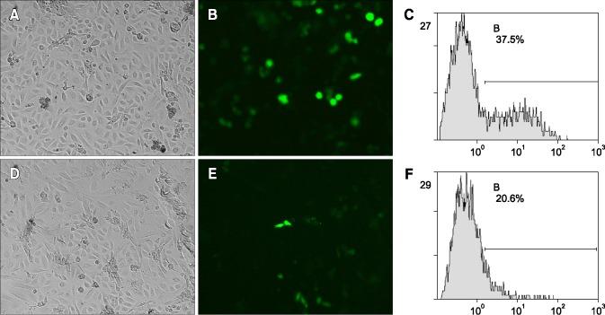 https://cdn.ncbi.nlm.nih.gov/pmc/blobs/584b/4921662/95329f823bca/jvs-17-145-g002.jpg
