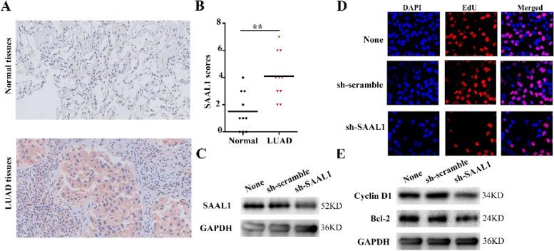 https://cdn.ncbi.nlm.nih.gov/pmc/blobs/584c/10041717/c2161d65c194/12885_2023_10741_Fig10_HTML.jpg