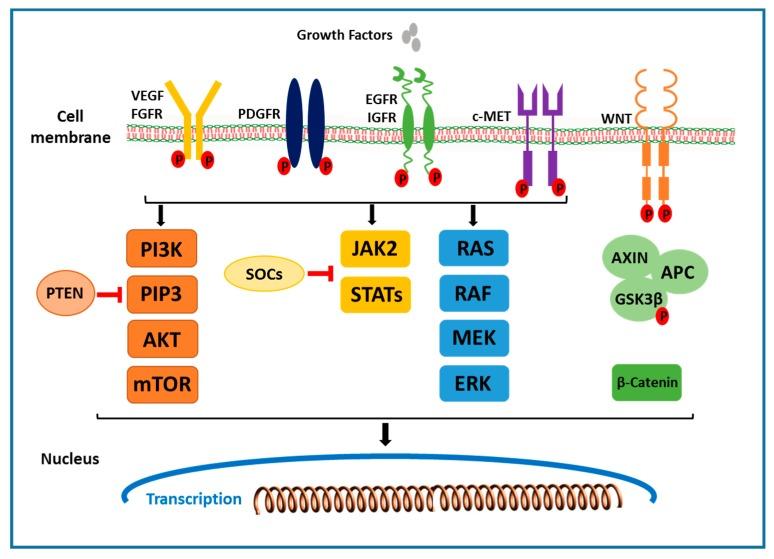 https://cdn.ncbi.nlm.nih.gov/pmc/blobs/584c/7072513/5d14073b3c49/cancers-12-00491-g001.jpg