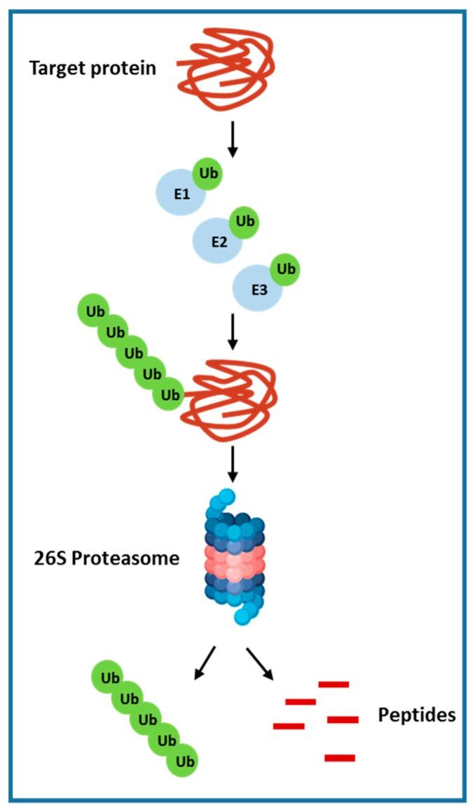 https://cdn.ncbi.nlm.nih.gov/pmc/blobs/584c/7072513/c326c68d4d76/cancers-12-00491-g002.jpg