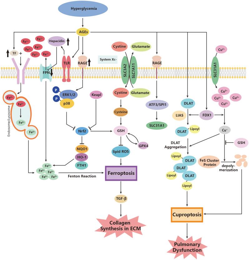 https://cdn.ncbi.nlm.nih.gov/pmc/blobs/584d/10641270/8b67a6be753c/fendo-14-1126661-g002.jpg