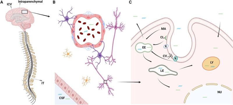https://cdn.ncbi.nlm.nih.gov/pmc/blobs/5851/9067473/36e77c9077a1/KRNB_A_2066334_F0003_OC.jpg
