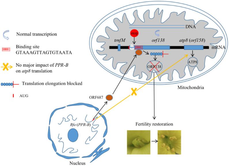 https://cdn.ncbi.nlm.nih.gov/pmc/blobs/5851/9409259/7ba921d0e10c/ijms-23-09099-g003.jpg