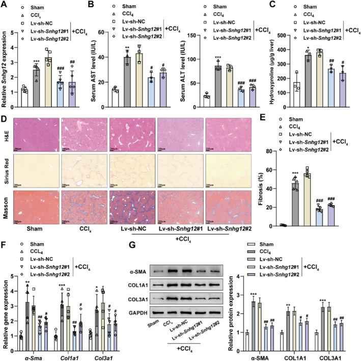 https://cdn.ncbi.nlm.nih.gov/pmc/blobs/5852/11208121/cc9964faff00/CCS3-18-e12033-g004.jpg