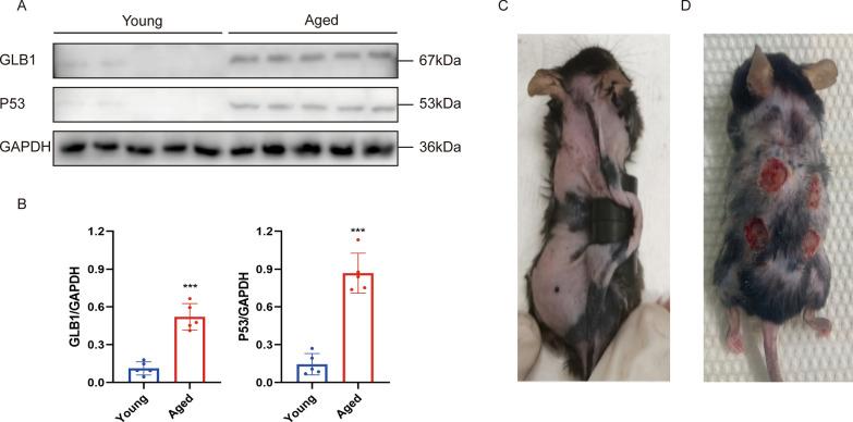 https://cdn.ncbi.nlm.nih.gov/pmc/blobs/5853/11806723/f0035b42aac8/13287_2025_4177_Fig4_HTML.jpg