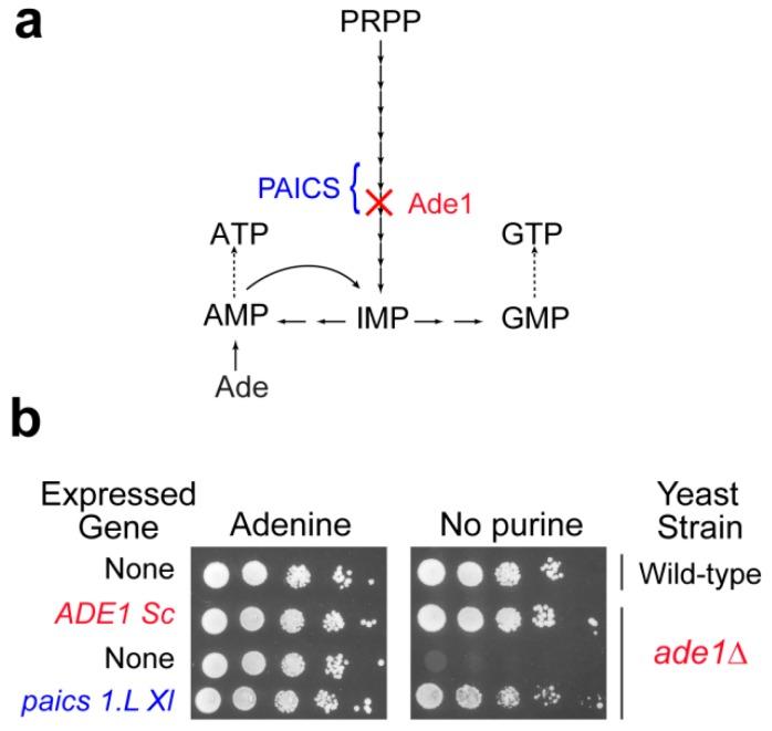 https://cdn.ncbi.nlm.nih.gov/pmc/blobs/5854/6356901/5ee145e46e2b/cells-08-00067-g002.jpg