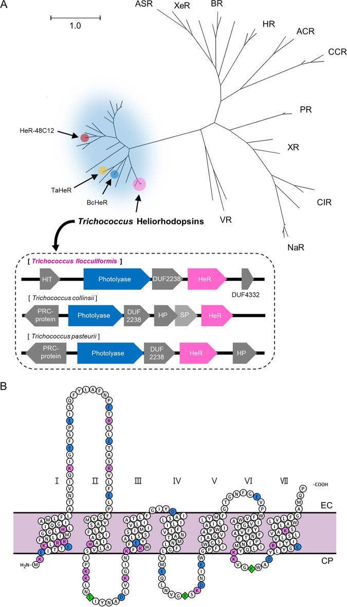 https://cdn.ncbi.nlm.nih.gov/pmc/blobs/5855/9769723/4bb44a507536/spectrum.02215-22-f002.jpg