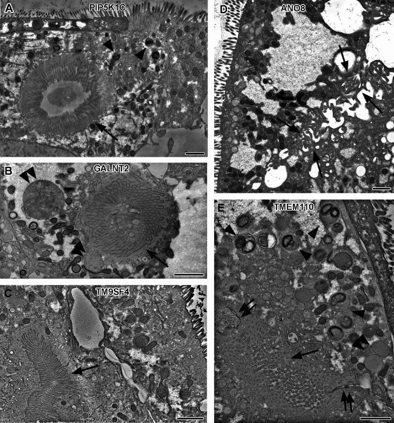 https://cdn.ncbi.nlm.nih.gov/pmc/blobs/5855/9889089/4806edde65b2/elife-80135-fig5.jpg