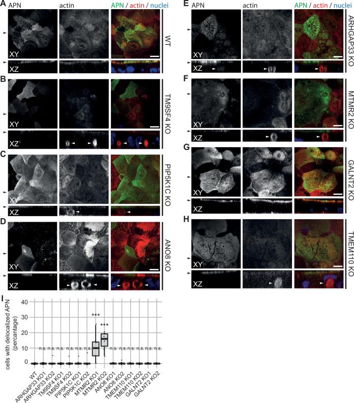 https://cdn.ncbi.nlm.nih.gov/pmc/blobs/5855/9889089/ede8a3594b27/elife-80135-fig8-figsupp1.jpg