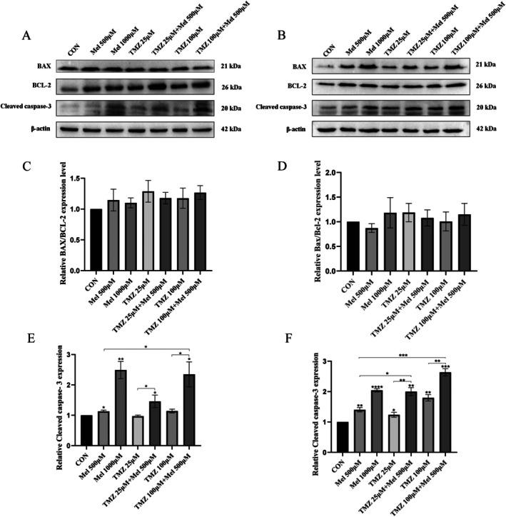 https://cdn.ncbi.nlm.nih.gov/pmc/blobs/5856/12350191/13915de3b77e/JCMM-29-e70778-g003.jpg