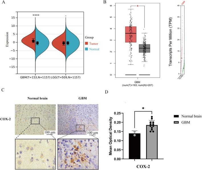 https://cdn.ncbi.nlm.nih.gov/pmc/blobs/5856/12350191/47eacdacbfae/JCMM-29-e70778-g005.jpg
