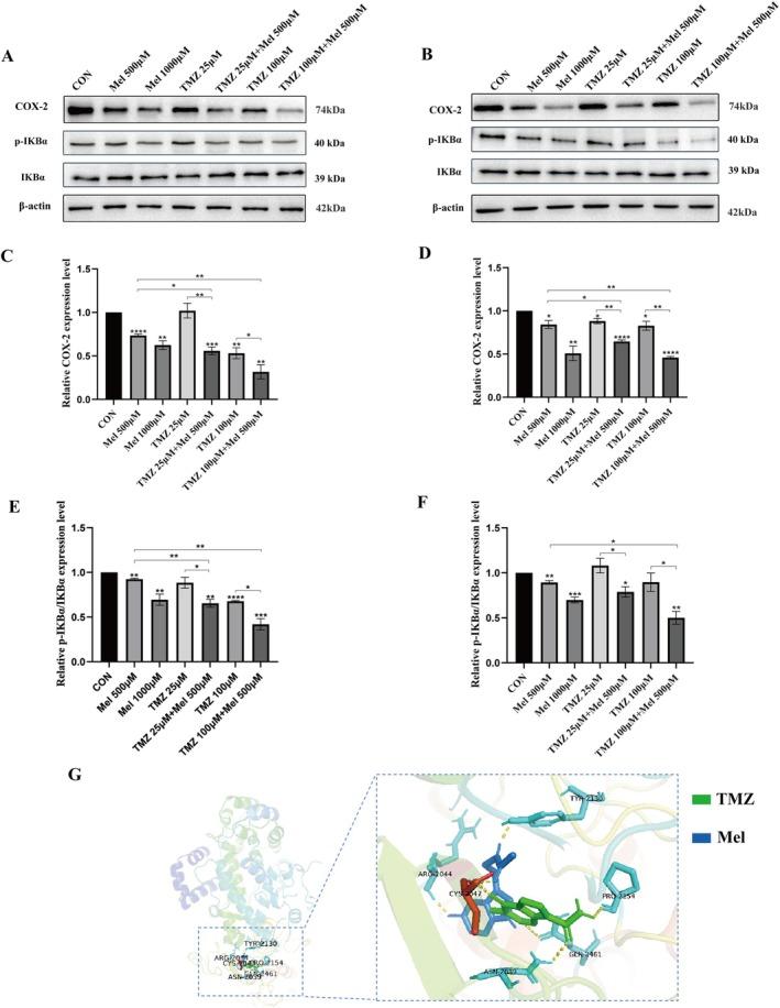 https://cdn.ncbi.nlm.nih.gov/pmc/blobs/5856/12350191/5f7558b69459/JCMM-29-e70778-g002.jpg