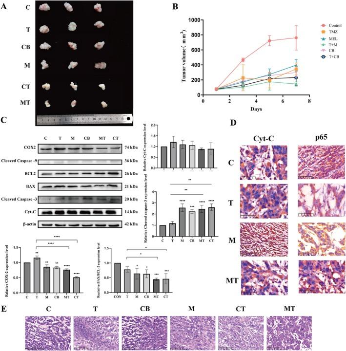 https://cdn.ncbi.nlm.nih.gov/pmc/blobs/5856/12350191/fadf2c79979c/JCMM-29-e70778-g008.jpg
